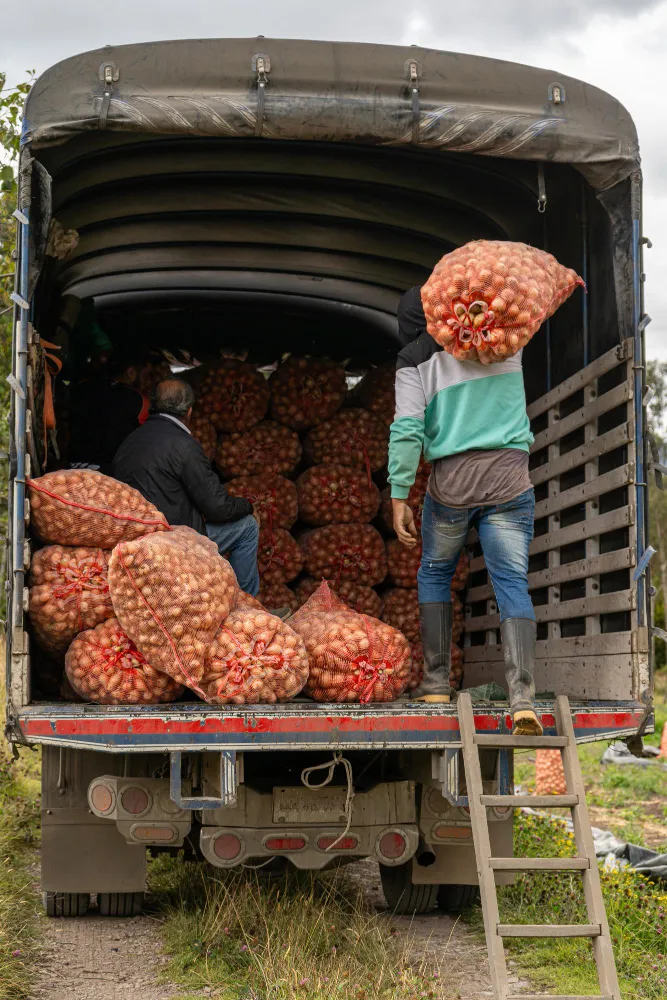 Cultivo de hortalizas, raíces y tubérculos